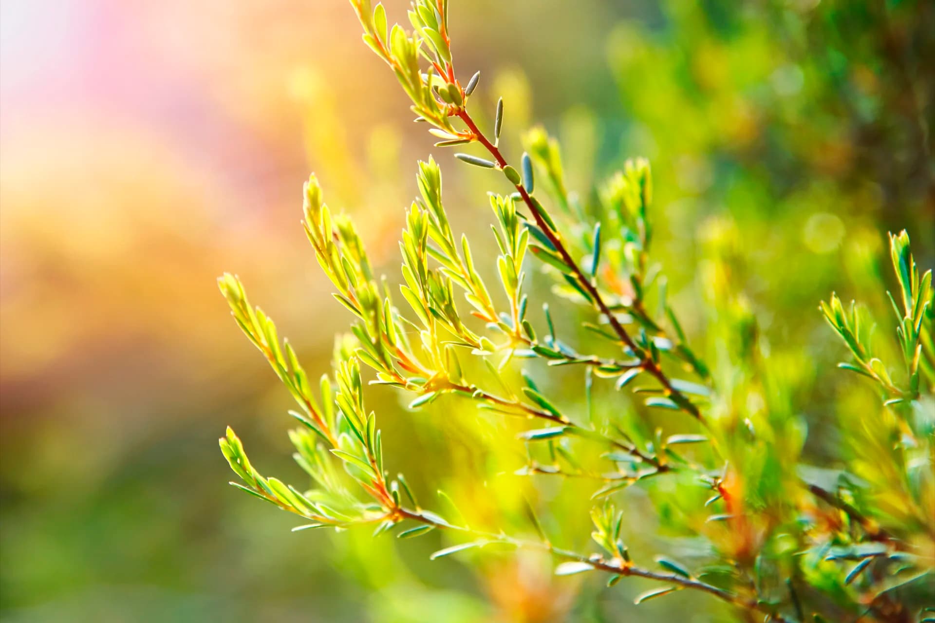 Flesje theeboomolie (tea tree oil) met theeboomtakjes, als natuurlijk middel tegen schimmelnagels